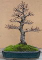 Zelkova